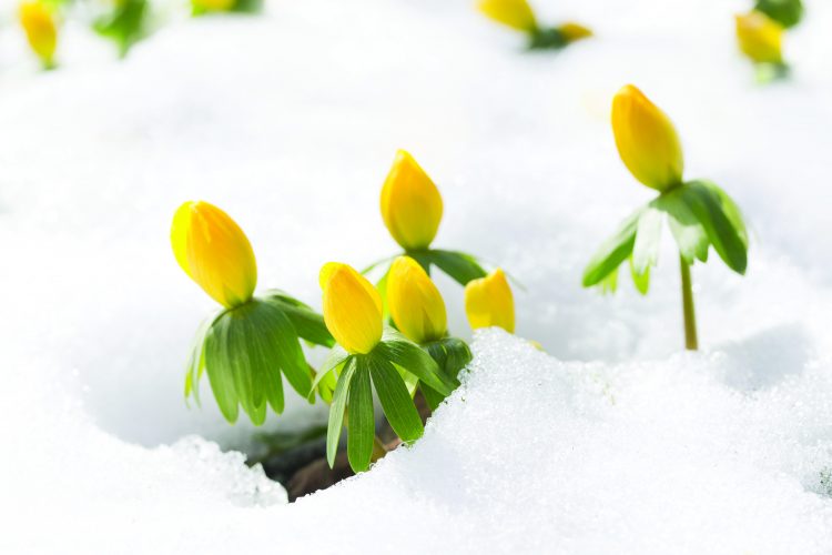 Trees and Shrubs for the Winter Landscape